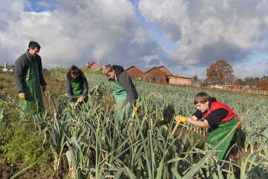 Vier Mitarbeitende des Biohofs Overmeyer bei Landwirtschaftsarbeit auf dem Feld. Sie tragen grüne Schürzen und gelbe Handschuhe.